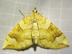 Eulithis populata