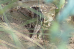 Liolaemus wiegmannii