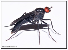 Melanothereva lugubris
