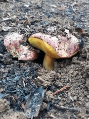 Butyriboletus querciregius