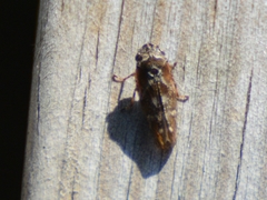 Aphrophora corticea