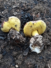 Butyriboletus querciregius