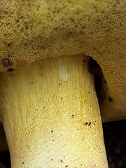 Butyriboletus querciregius