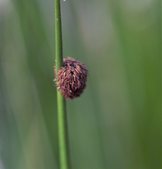 Chorizandra sphaerocephala