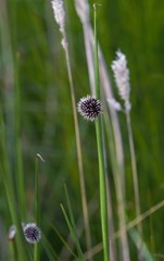 Chorizandra sphaerocephala