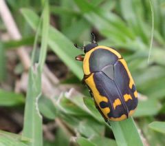 Pachnodella impressa