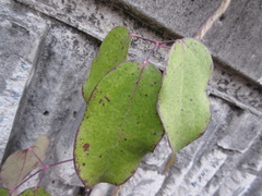 Stauntonia hexaphylla