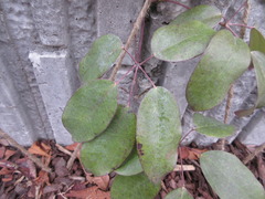 Stauntonia hexaphylla