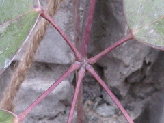 Stauntonia hexaphylla