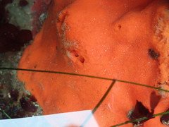 Acarnus erithacus