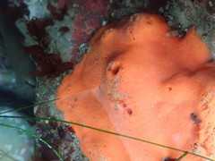 Acarnus erithacus