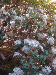 Olearia × macrodonta