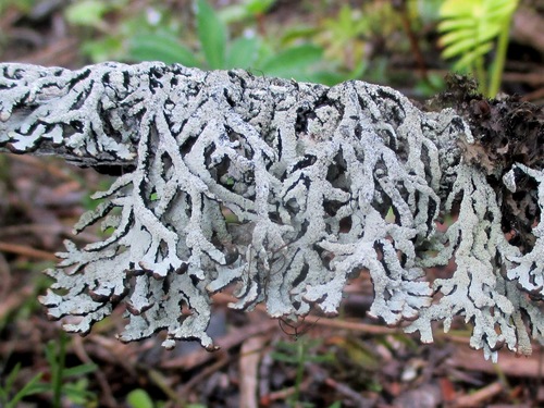 Hypogymnia pulverata observed 2016-09-11