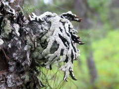 Hypogymnia pulverata