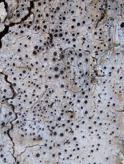 Lecanora glabrata