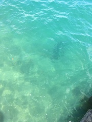 Carcharhinus brachyurus