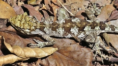 Leiosauridae