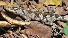 Leiosauridae