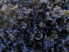 Peltigera hydrothyria