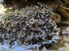 Peltigera hydrothyria