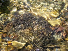 Peltigera hydrothyria