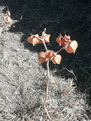 Physalis nicandroides