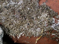 Physcia tenella marina