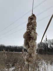 Limnaecia phragmitella