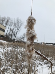 Limnaecia phragmitella