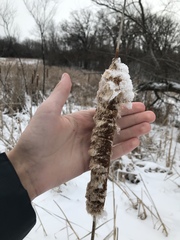 Limnaecia phragmitella