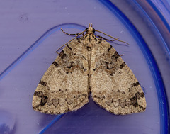 Hydriomena furcata