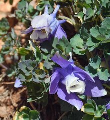 Aquilegia saximontana