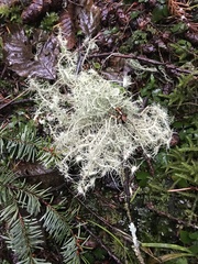 Usnea quasirigida