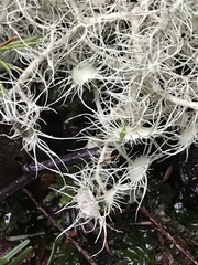 Usnea quasirigida