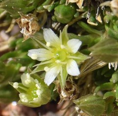 Sagina saginoides