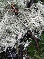 Usnea quasirigida