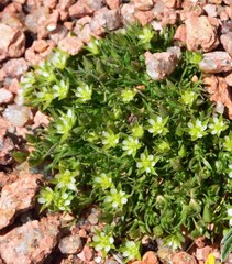 Sagina saginoides