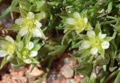 Sagina saginoides