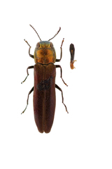 Agrilus fulgens