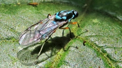 Raphiocera