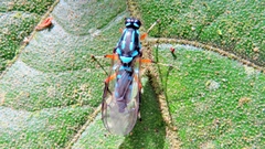 Raphiocera