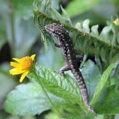 Lygodactylus angularis