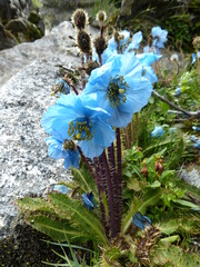 Meconopsis horridula
