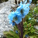 Prickly Blue Poppy - Photo (c) Elizabeth Byers, some rights reserved (CC BY-NC), uploaded by Elizabeth Byers