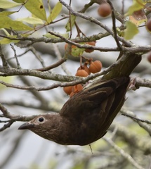 Australasian Figbird photo 6