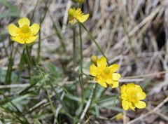 Ranunculus inamoenus