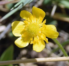 Ranunculus inamoenus