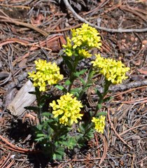 Draba aurea