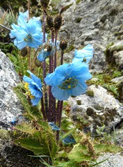 Meconopsis horridula