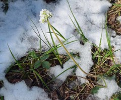 Micranthes rhomboidea